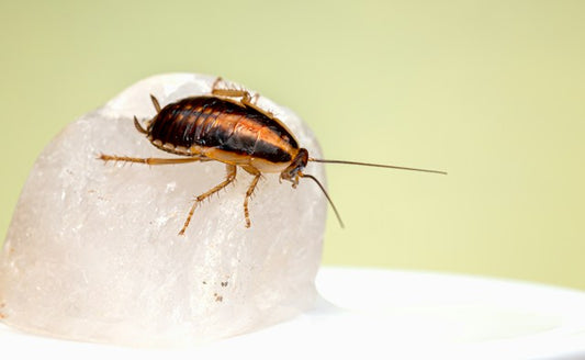 How to get rid of cockroaches in kitchen